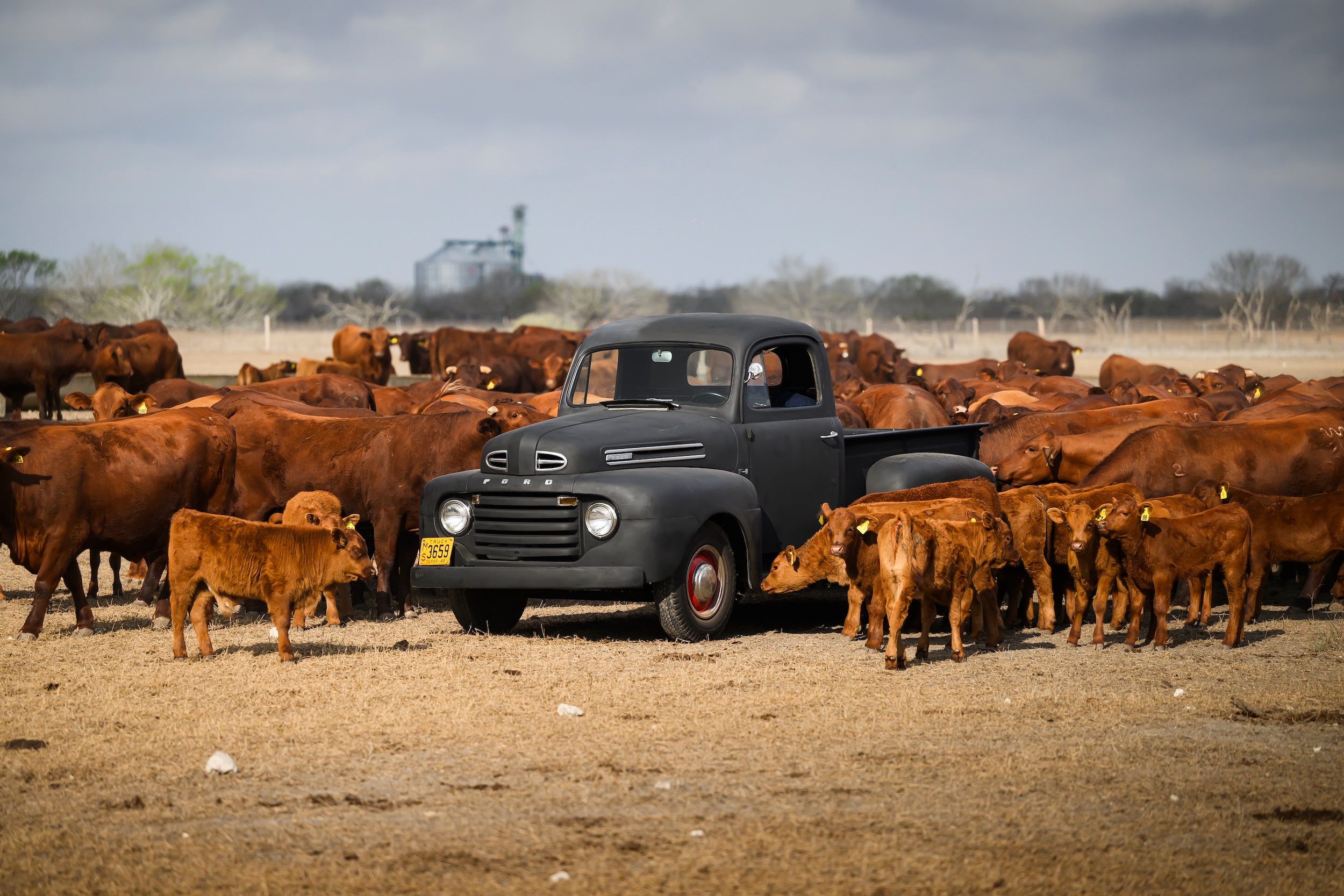 King Ranch Is Synonymous with Sun, Snakes, Cattle, and Ford Trucks